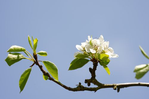 Free Close-up of cherry blossom branch with fresh green leaves against a clear blue sky, symbolizing spring. Stock Photo