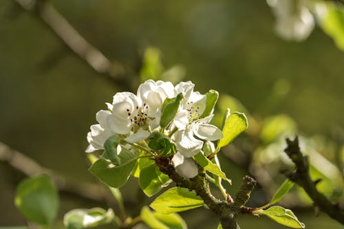 White Blossoms in Spring