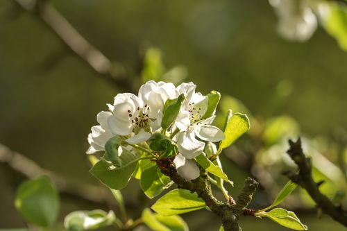 Free White blossoms on a branch with a blurred green background, capturing the essence of spring. Stock Photo