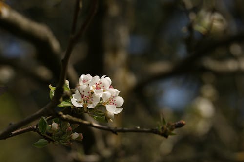 Branch with Cherry Blossoms