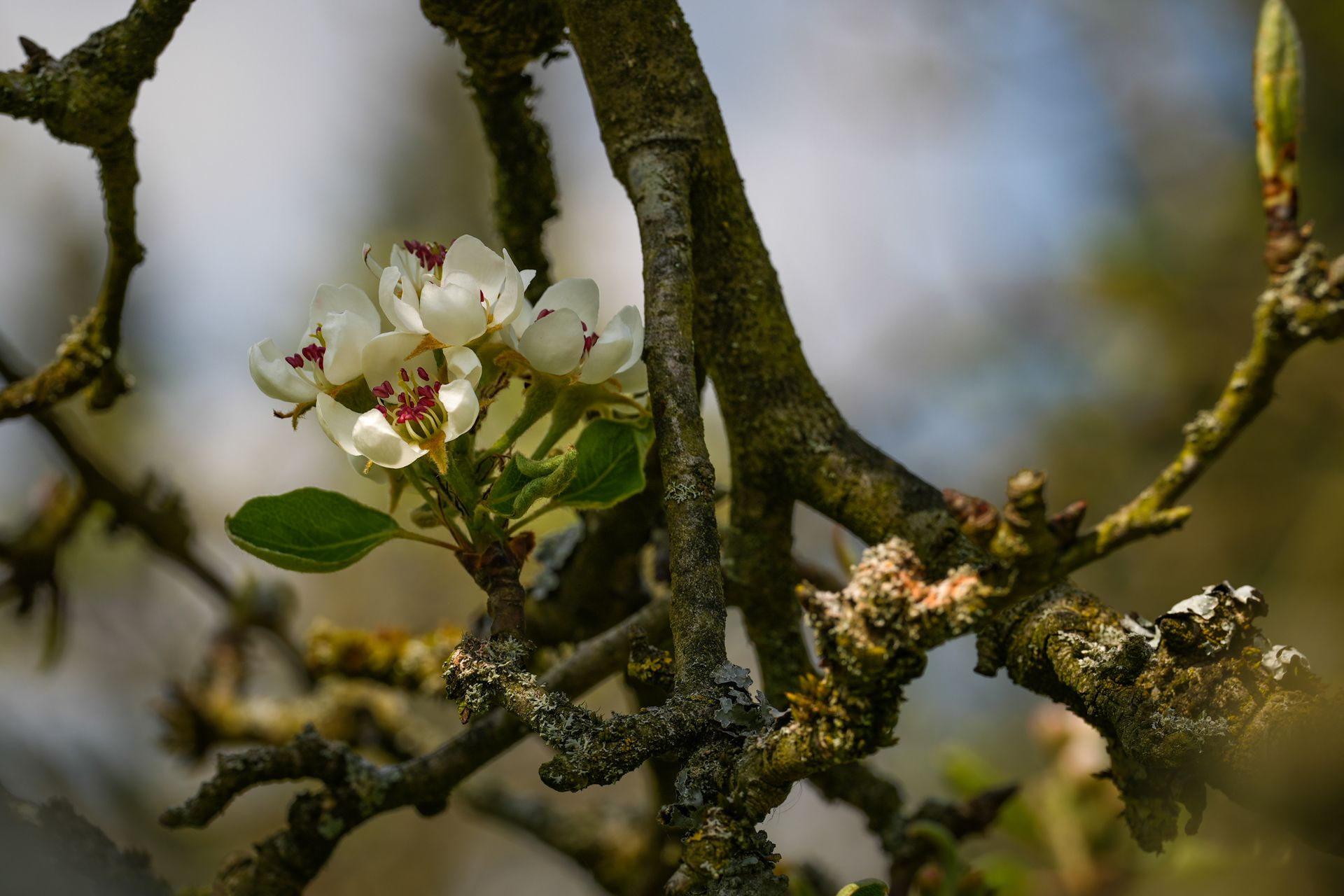 A vivid close-up of a pear tree blossom with textured bark, highlighting the beauty of spring.