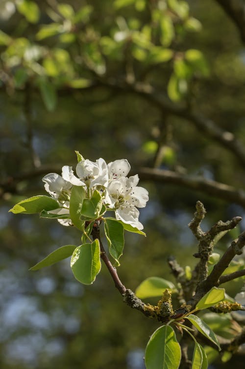 White Blossoming Branch in Spring