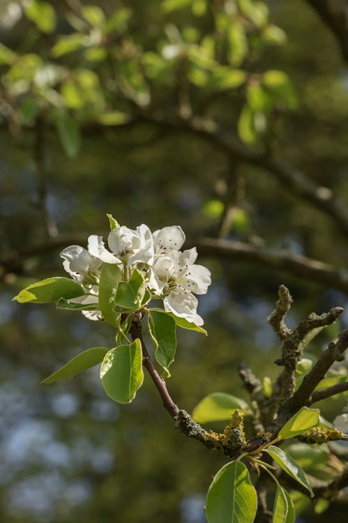 Ilmainen kuvapankkikuva tunnisteilla bokeh, jousi, kasvu