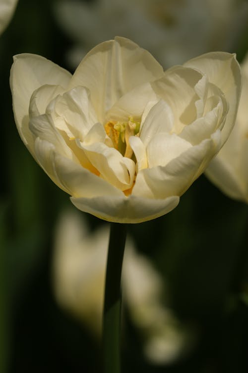 Foto d'estoc gratuïta de blanc, enfocament selectiu, flor