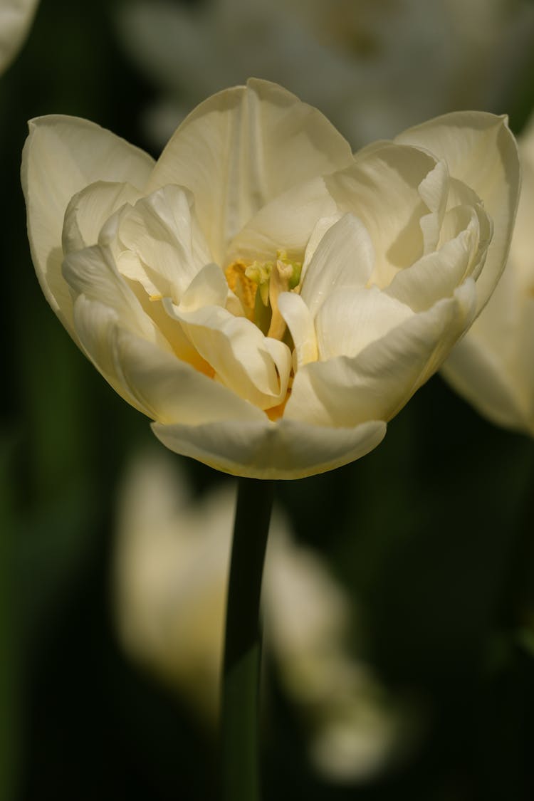 White Flower Petals