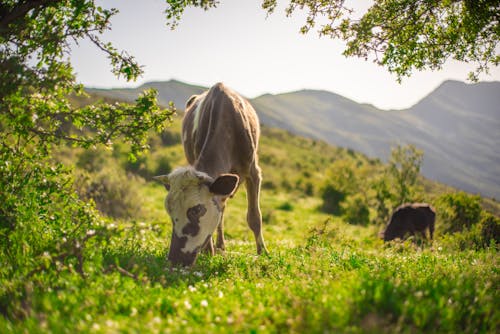 Calf Grazing in a Summer Pasture