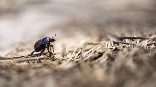 Бесплатное стоковое фото с beetle, выборочный фокус, земля