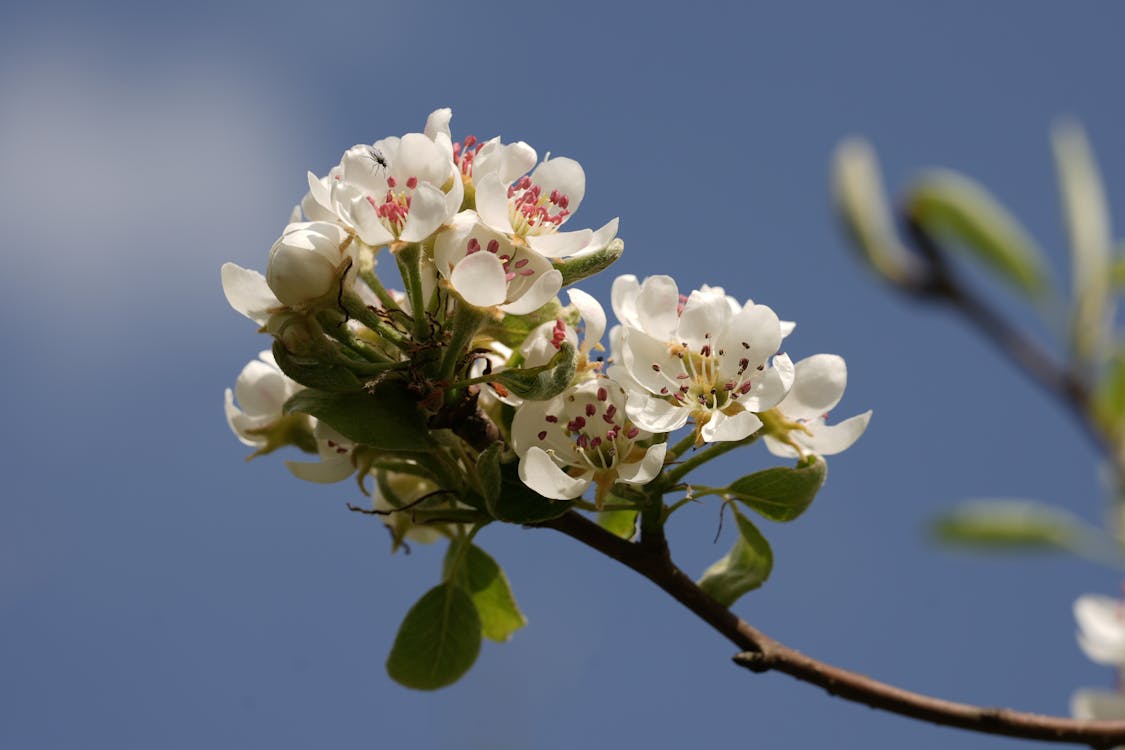 Ilmainen kuvapankkikuva tunnisteilla jousi, kevät, kirsikka