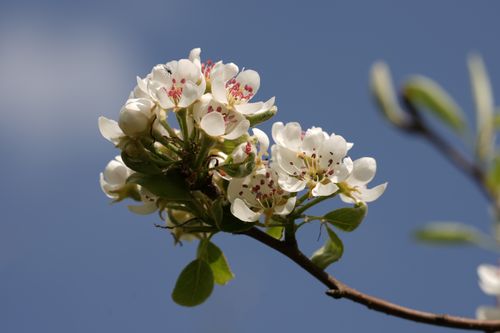 Free Beautiful white cherry blossoms in full bloom, symbolizing spring's arrival. Stock Photo