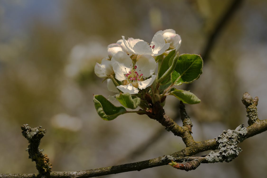 Бесплатное стоковое фото с весна, ветвь, вишня