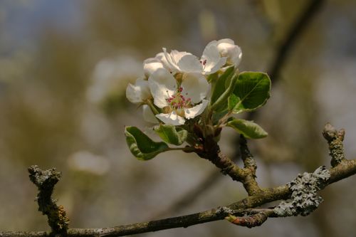 Free Detailed view of white blossoms on a tree branch, highlighting the beauty of nature in spring. Stock Photo