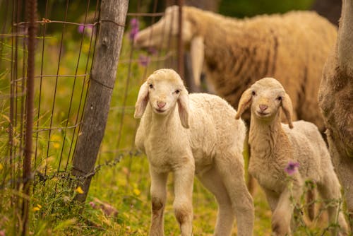 çiftlik hayvanları, çimenlik, duvar kağıdı içeren Ücretsiz stok fotoğraf