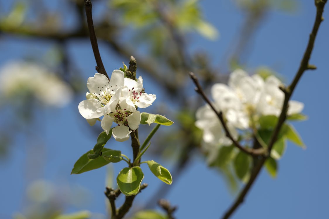 White Cherry Blossoms