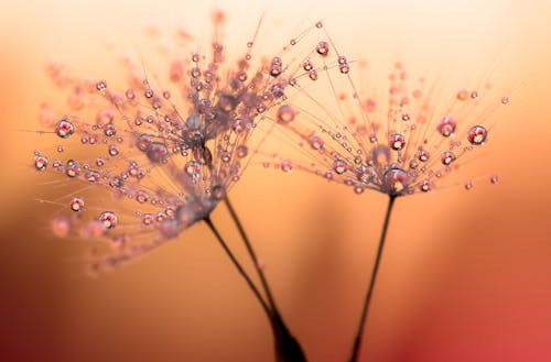 Close-up of Water Droplets on Delicate Plants 