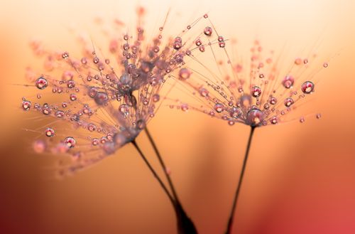 Free Macro shot of water droplets on dandelion seeds at sunset, creating a delicate and serene atmosphere. Stock Photo