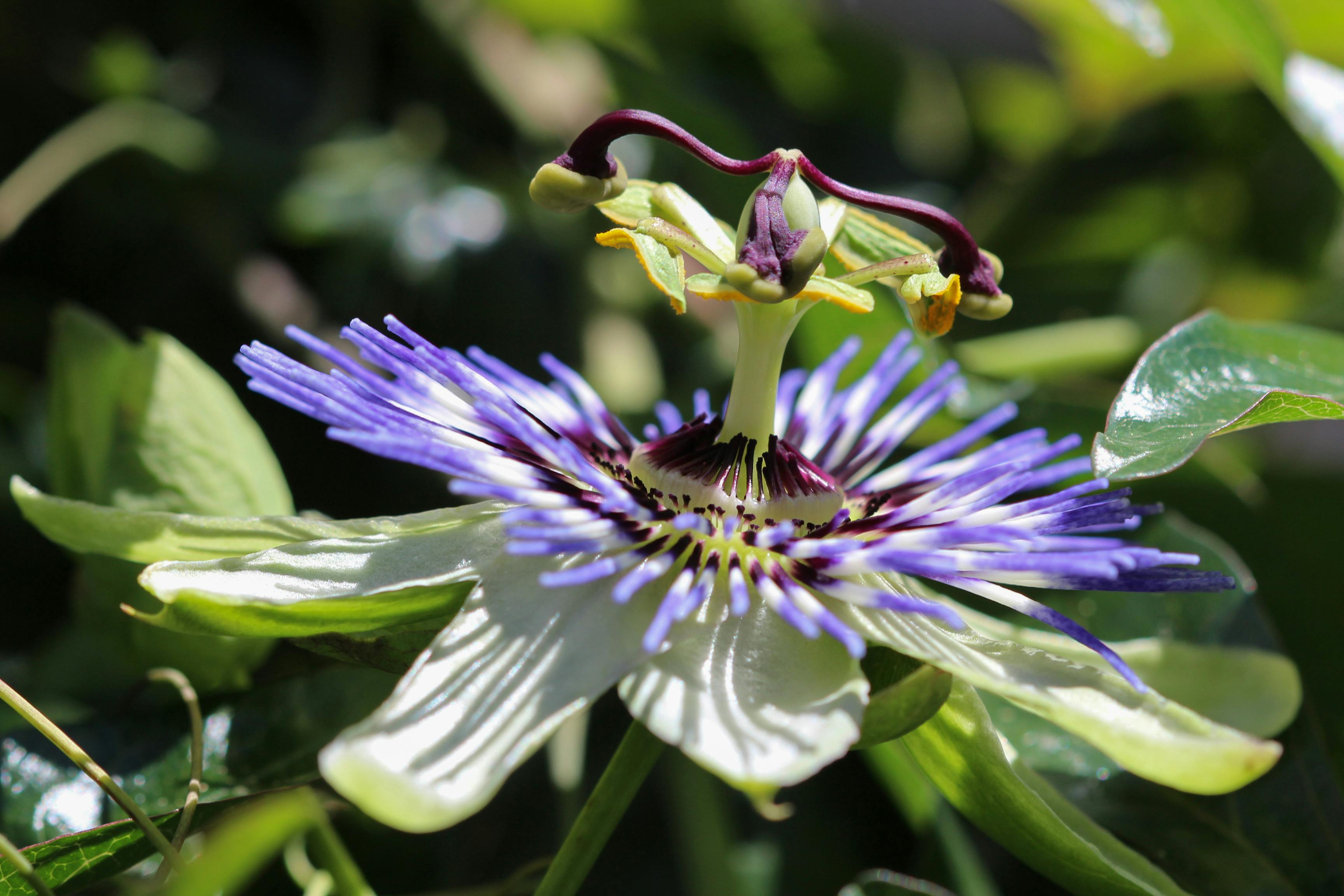 Free stock photo of bloom, flower, passion flower