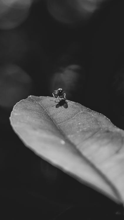 Fly Sitting on a Leaf