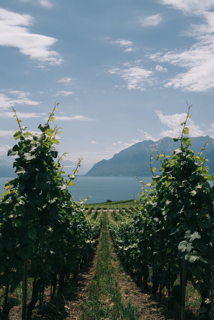 Vineyard By Lake