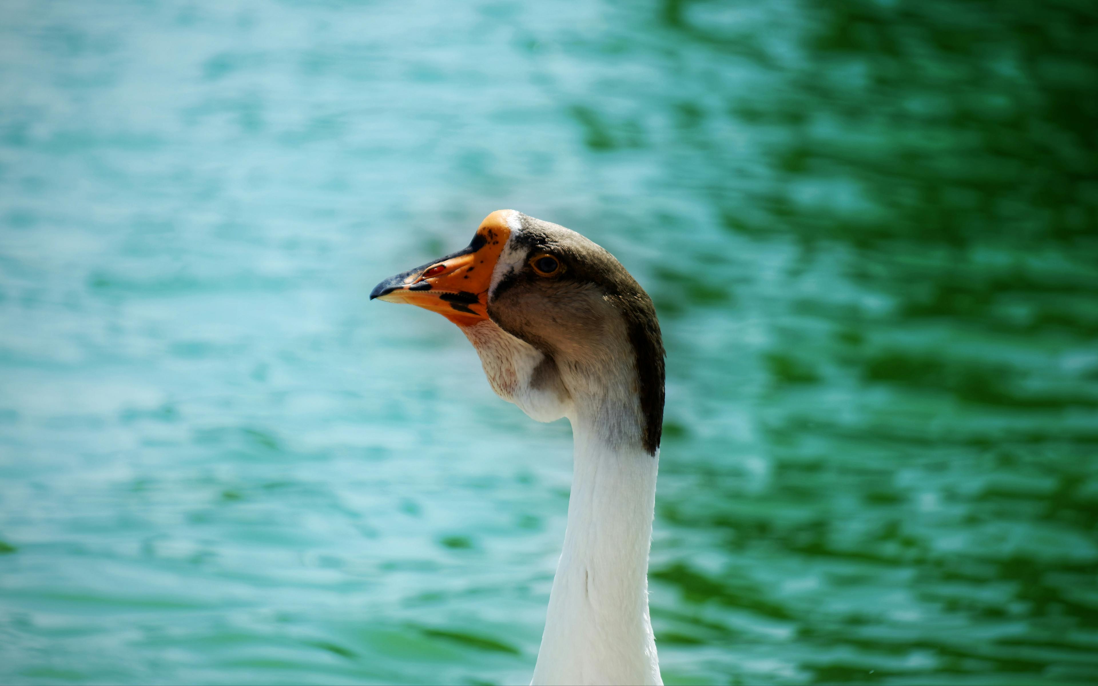 Free stock photo of close-up view, goose, head