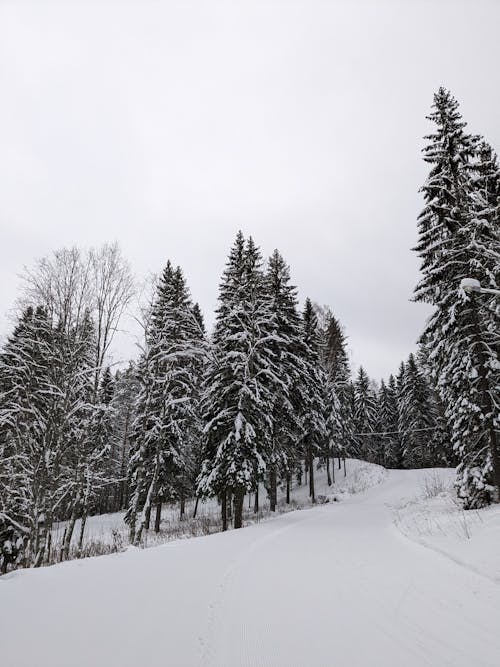 Immagine gratuita di conifere, foresta, inverno