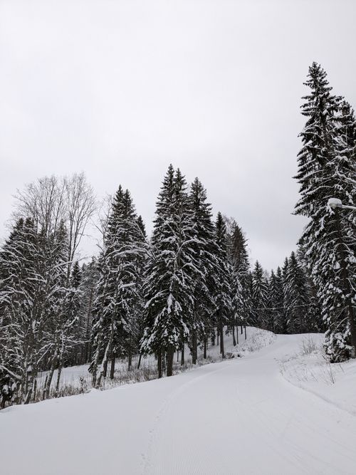 Free A peaceful winter scene of a snow-covered path through a dense coniferous forest under a gray sky. Stock Photo
