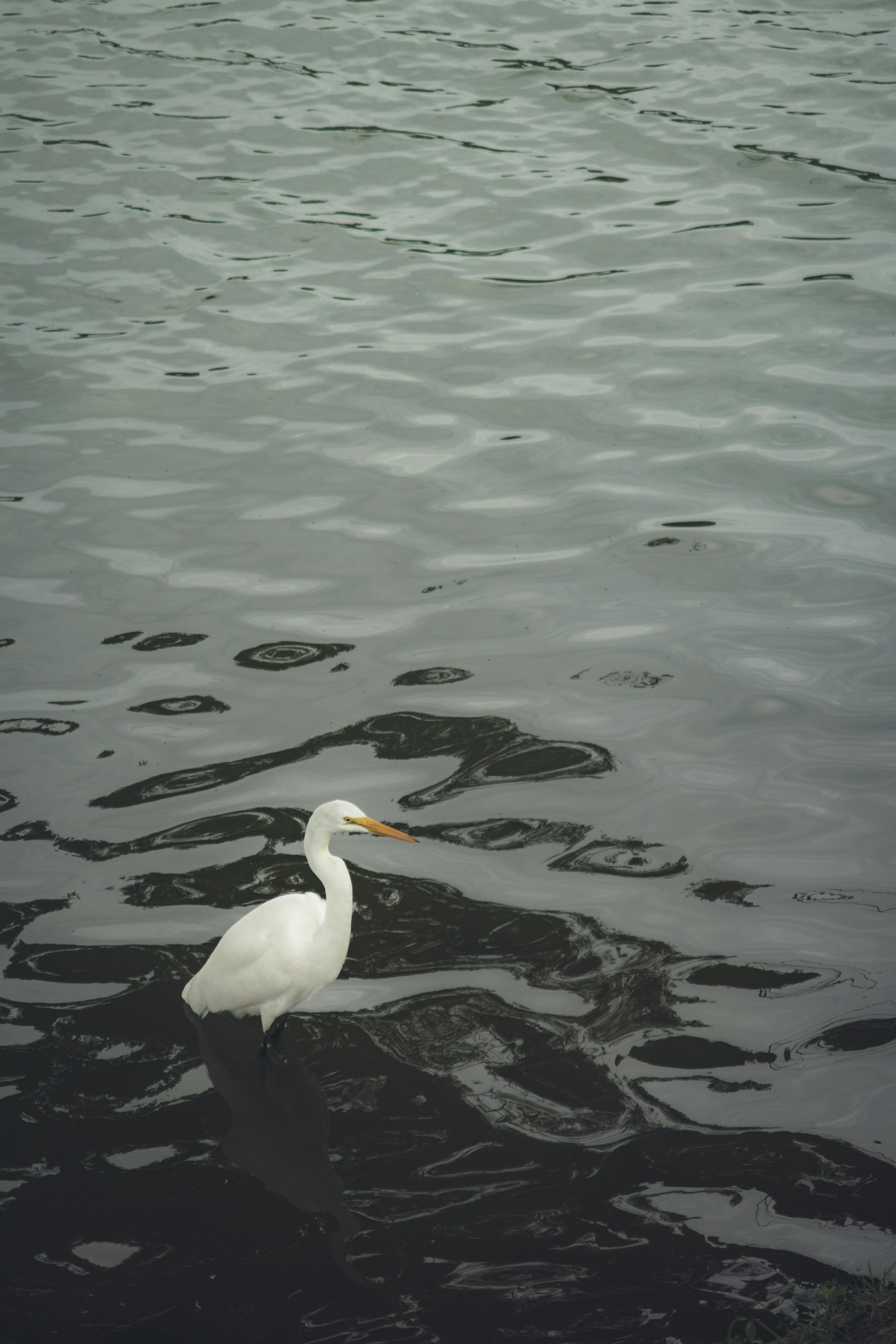 A solitary egret stands in the water, showcasing serene wildlife in Belo Horizonte, Brazil.