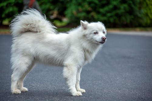 A White Domestic Dog Standing on a Street 