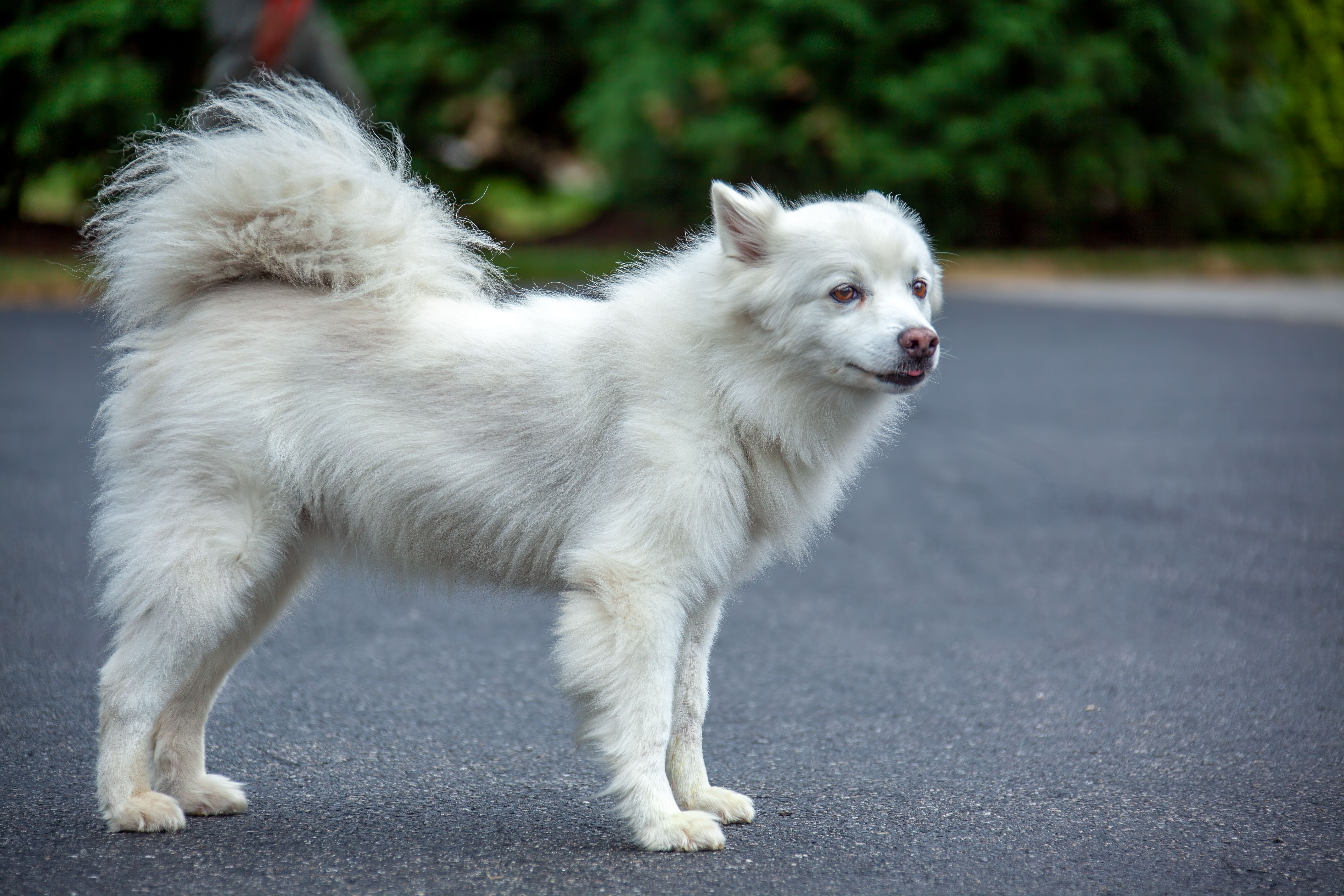 A White Domestic Dog Standing on a Street · Free Stock Photo
