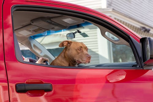 Dog Sitting in Car