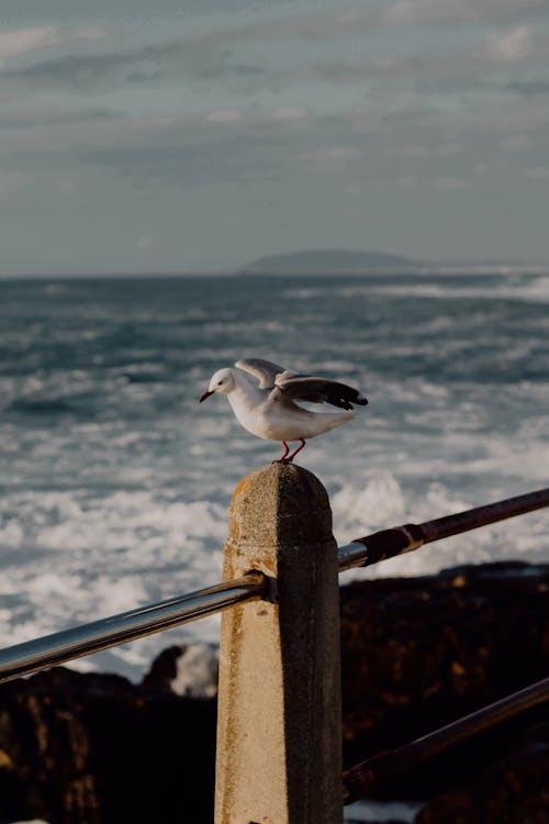 Seagull Perching on a Railing Post