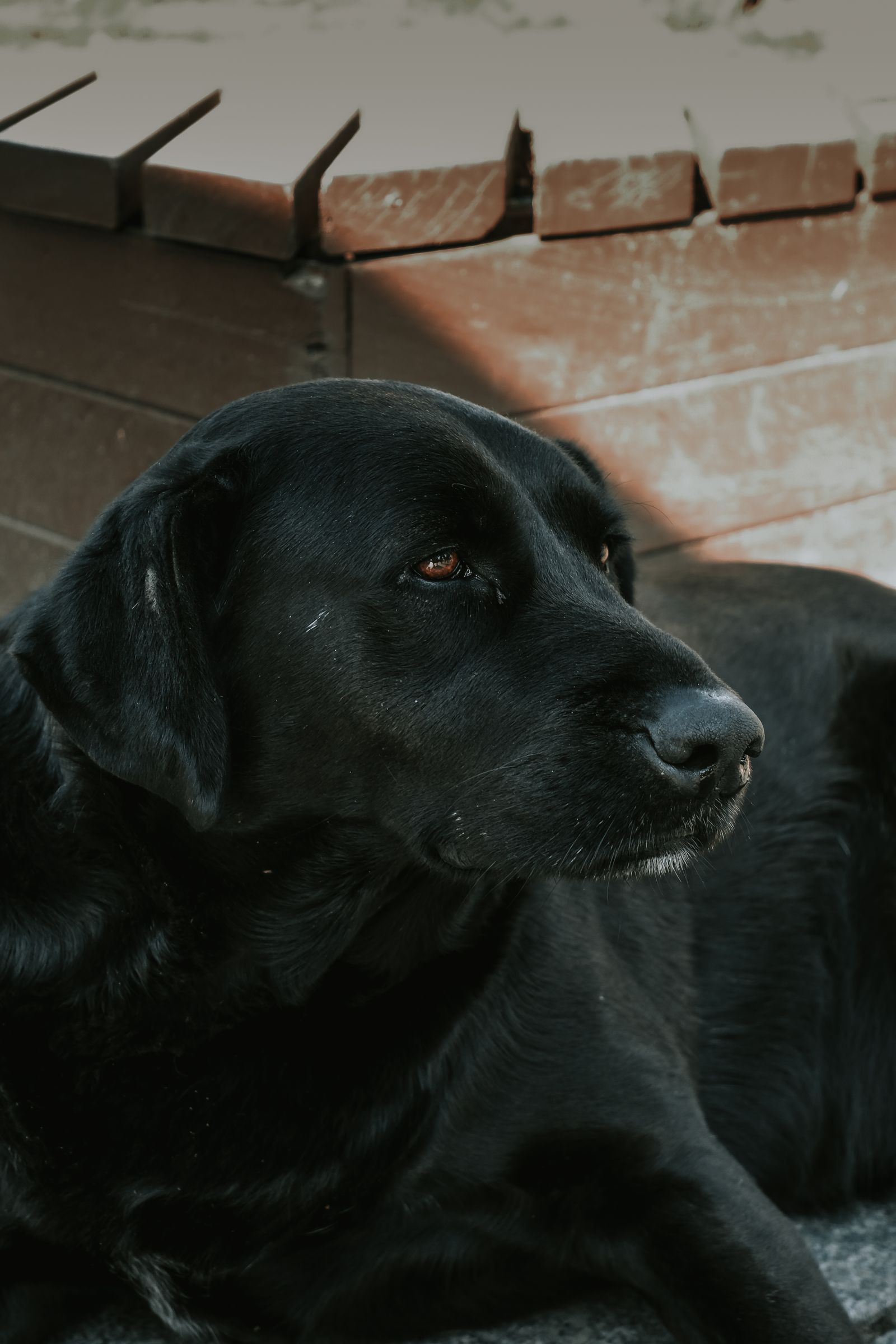Labrador Dog Desktop Wallpaper Photos, Download The BEST Free Labrador ...