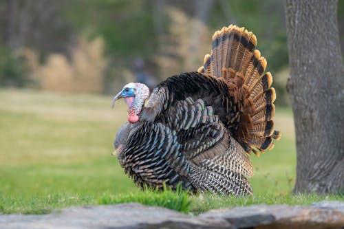 Close-up of a Turkey Walking on a Meadow