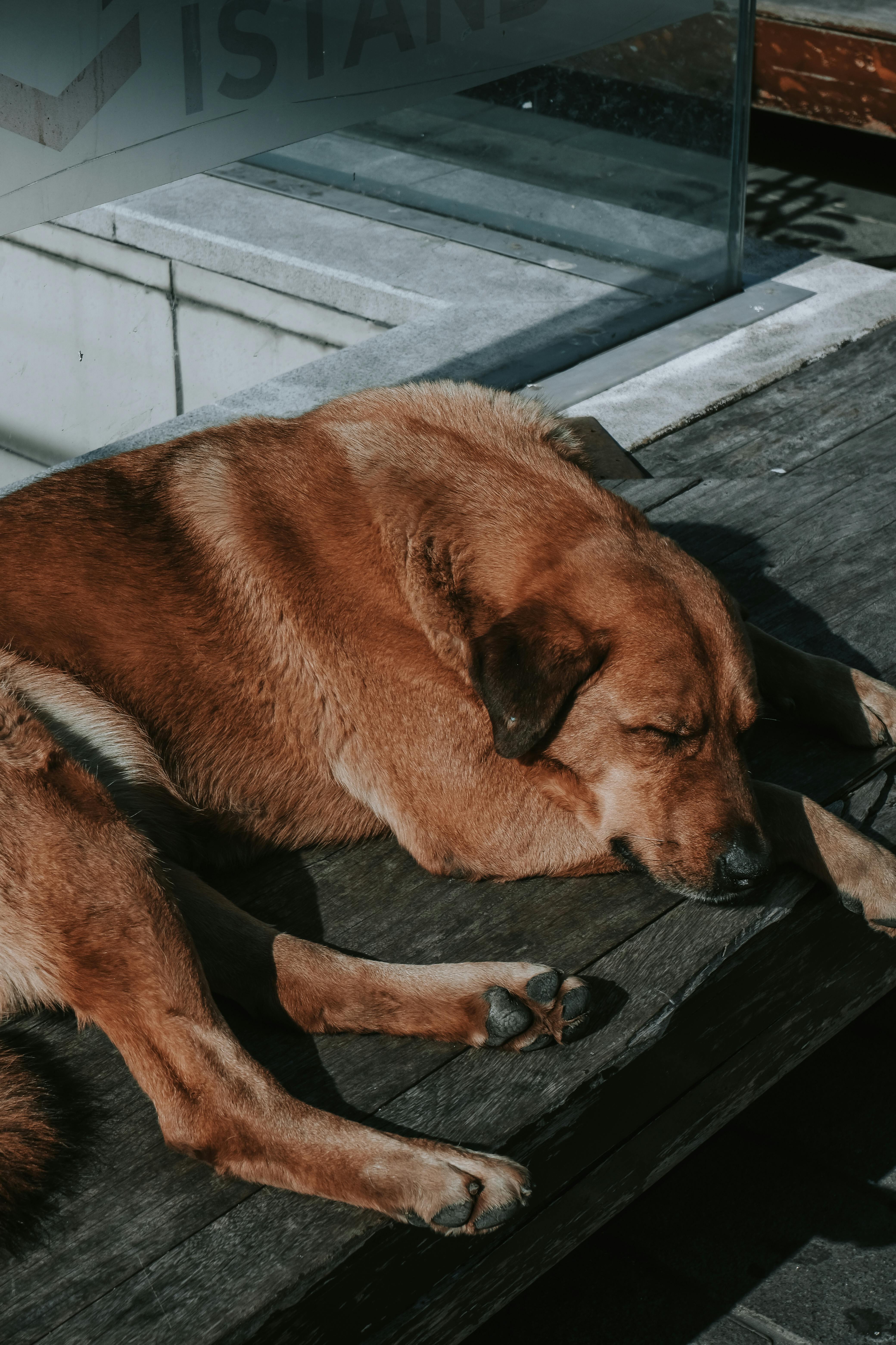 A dog sleeping on a bench outside