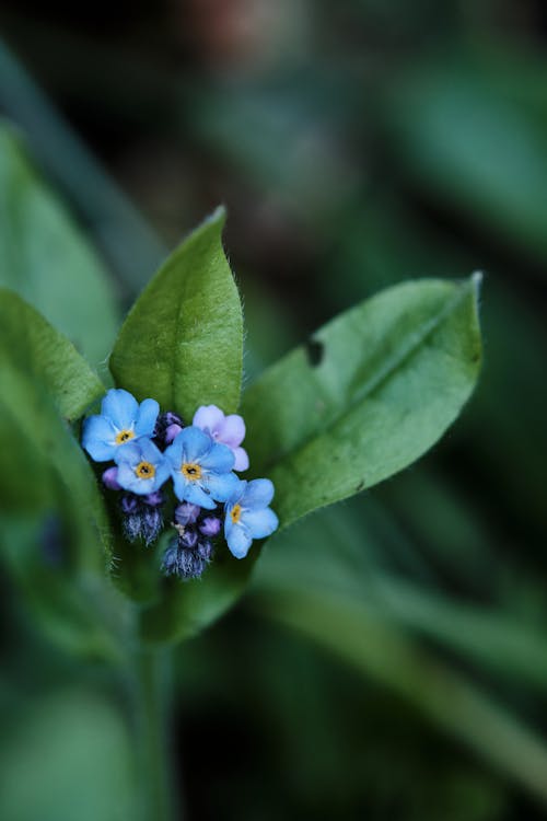 Základová fotografie zdarma na téma detail, kvetoucí, modré květy