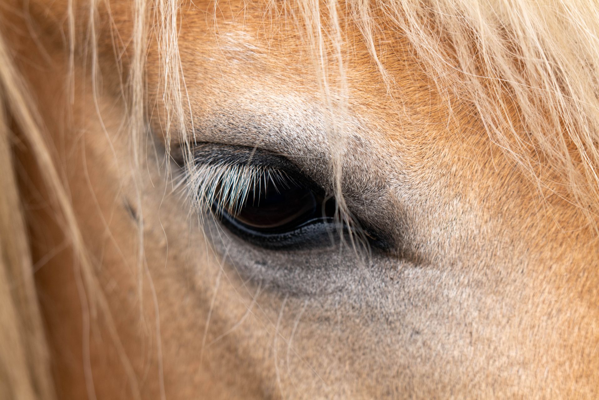 Detail of a horse's eye and blonde mane, showcasing texture and detail.
