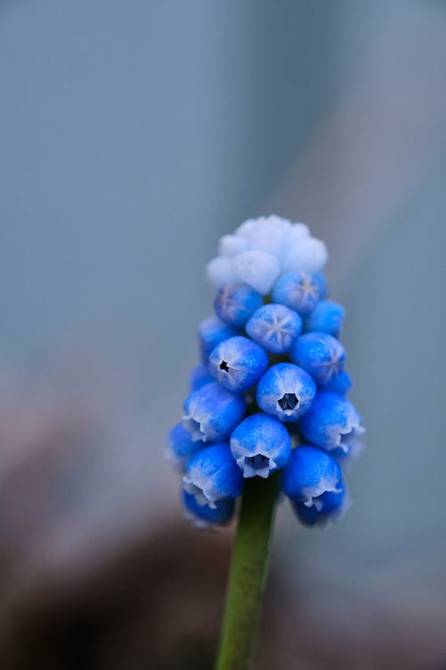 Closeup of Grape Hyacinth Flower