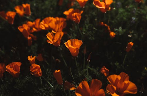 加州罌粟, 增長, 天性 的 免費圖庫相片