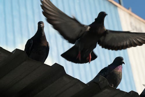 animals, bird, birds içeren Ücretsiz stok fotoğraf
