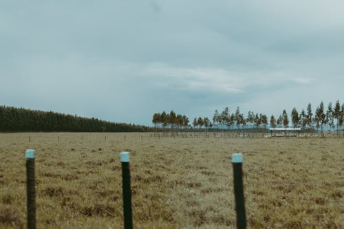 View of a Cropland and Forest in the Background under a Cloudy Sky 