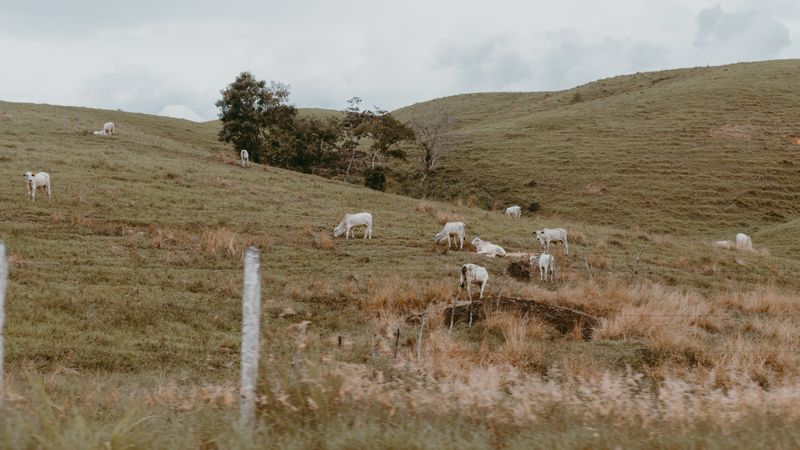 Agrishow 2026: Lula falta, oposição comemora e agro se distancia Agrishow 2026: Lula falta, oposição comemora e agro se distancia - Agro | Estrato