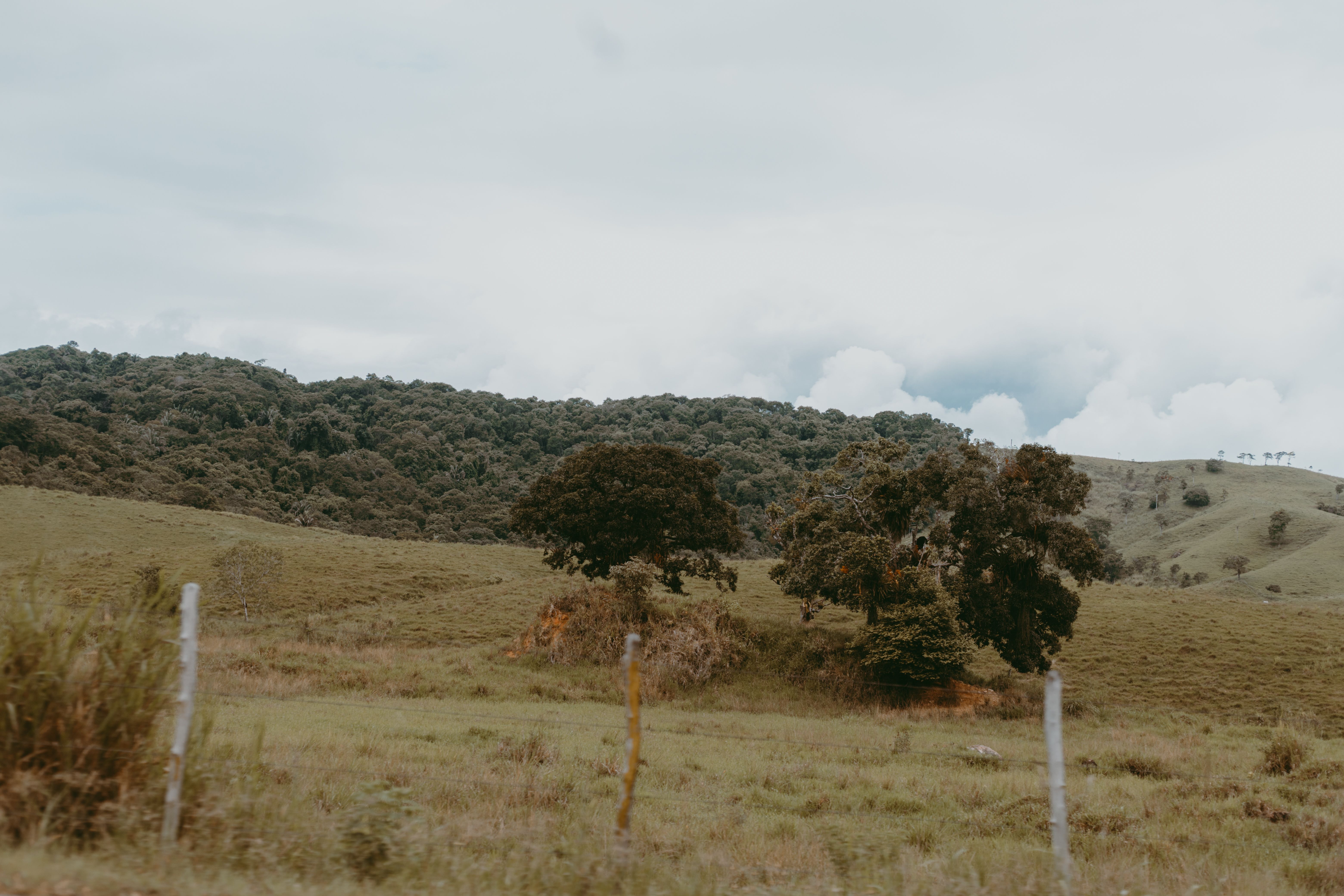 Landscape of Rural Grass Fields and Trees · Free Stock Photo