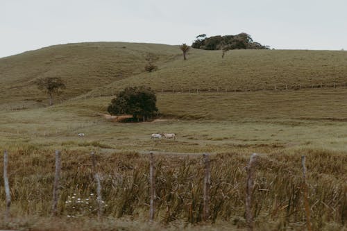 Ingyenes stockfotó domb, Látvány, legelő témában