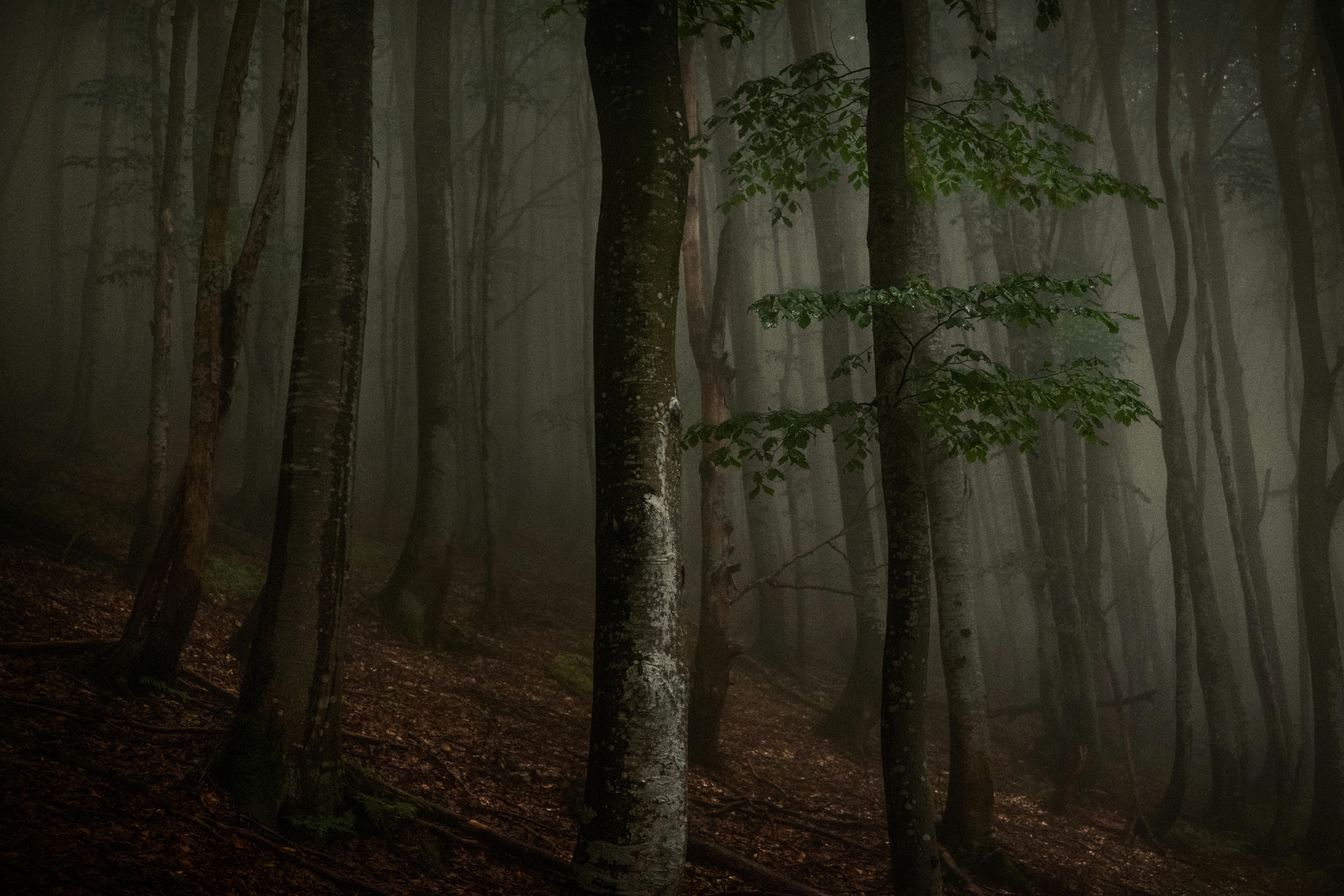 Dense, foggy atmosphere deep in the haunted forest