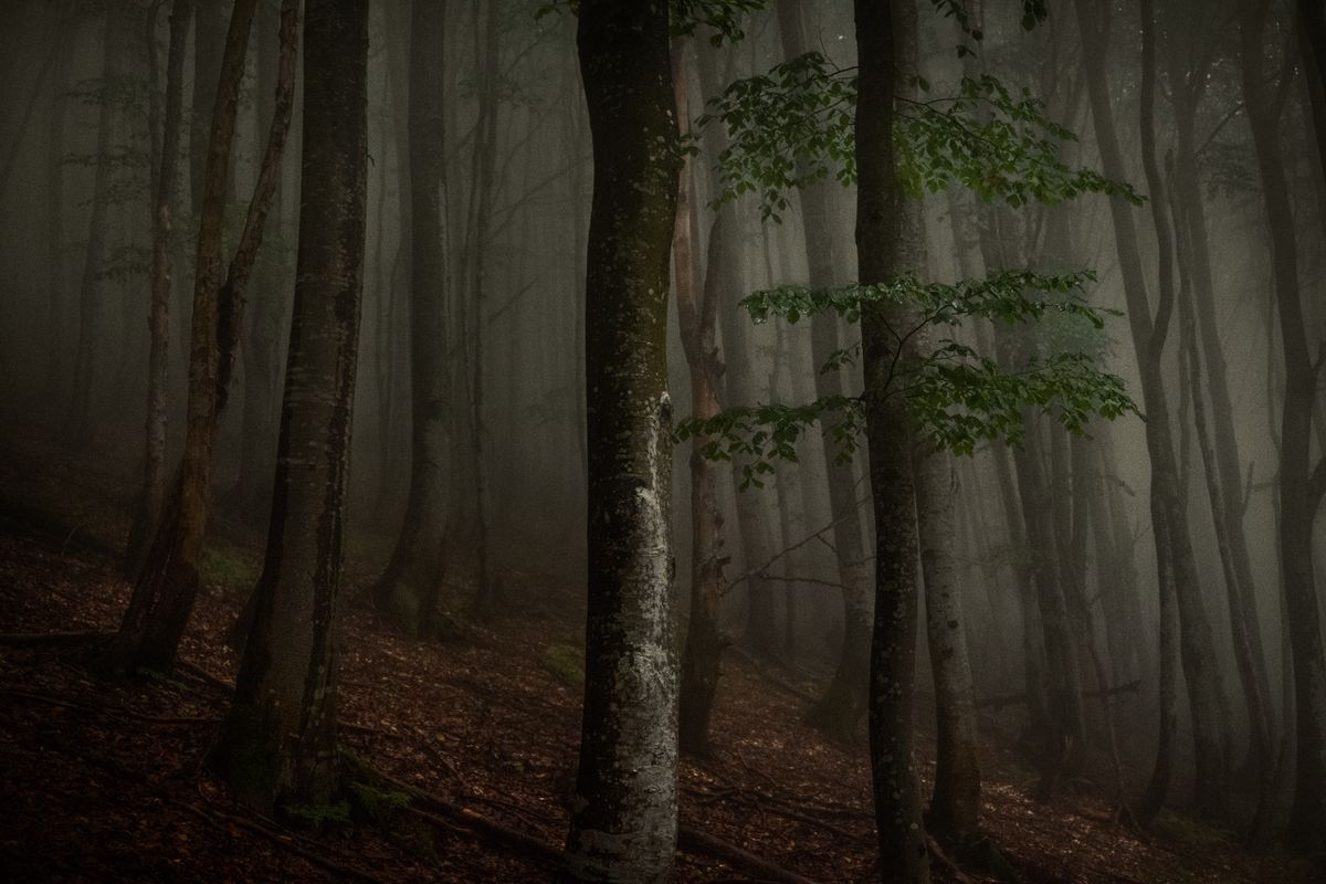 Floresta em penumbra e névoa — o pólo do receber, yin