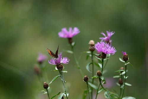 Foto profissional grátis de animais selvagens, borboleta, centáurea