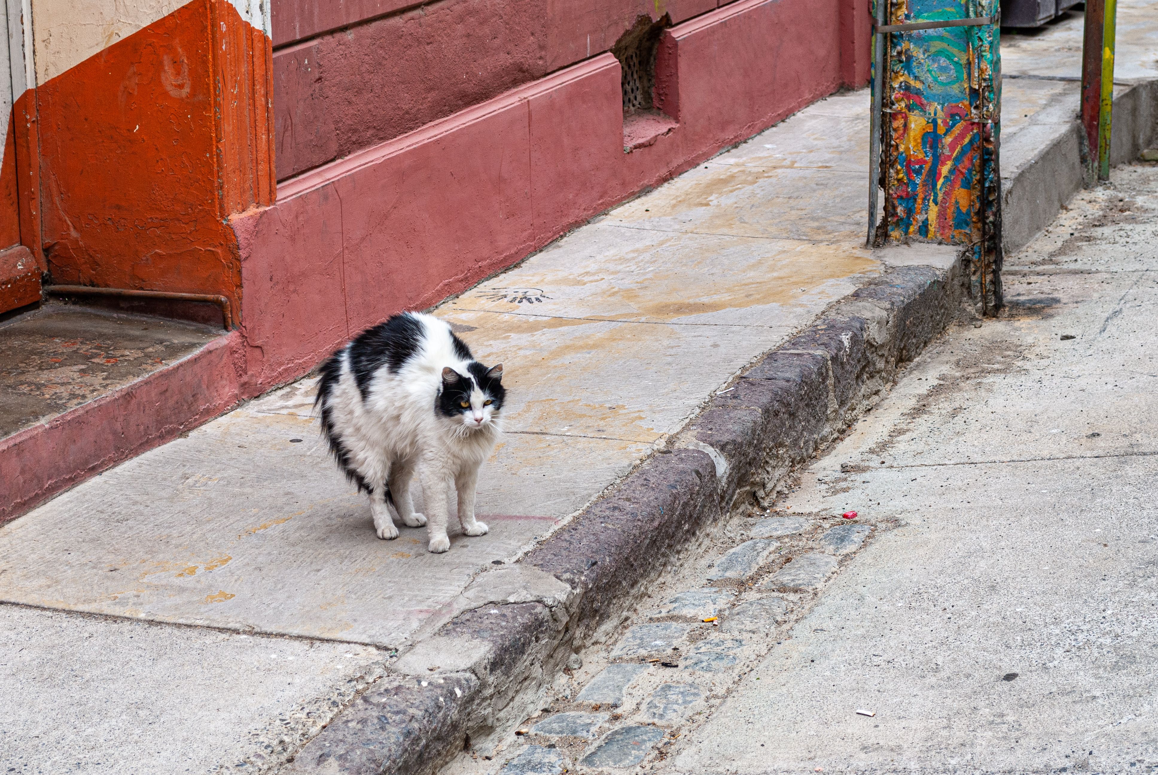Close-up of a Cat on the Sidewalk · Free Stock Photo
