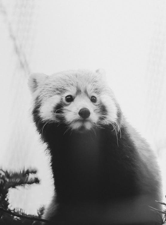 Black and White Photo of a Red Panda