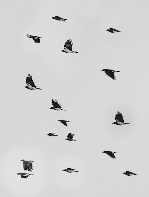 Безкоштовне стокове фото на тему «вертикальні постріл, дика природа, зграя птахів» стокове фото