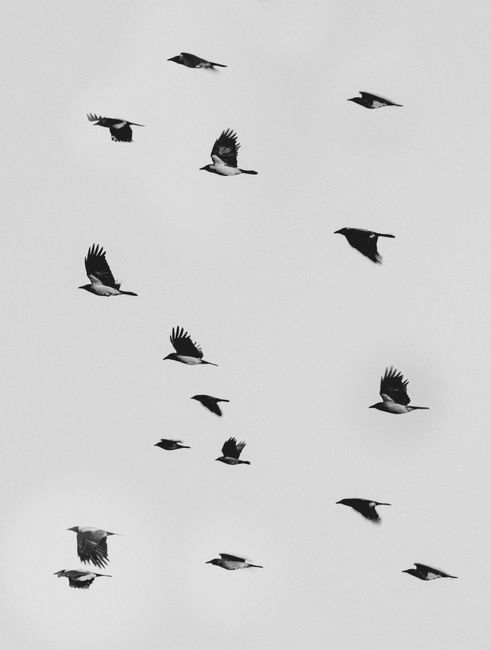 Black and white aerial view of birds flying in formation against a gray sky.