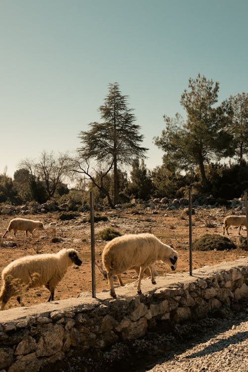 Fotobanka s bezplatnými fotkami na tému črieda, dedinský, hospodárske zviera